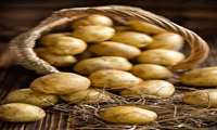 Hamedan Patates Üretiminde Liderliğini Sürdürdü