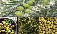 Tarım İlçesi, Zeytin Üretiminde Ülke Birincisi