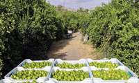 Bandar Abbas’ta Limon Hasadına Başlandı