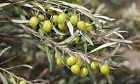 Zeytin Bahçeleri İklim Krizine Karşı Küresel Çözümün Bir Parçası
