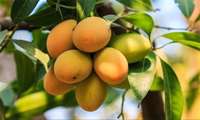 Hürmüzgan’da otuz Bin Ton Mango Hasadı