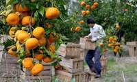 İran’in Kuzeyinde Mandalina Hasadı Başladı