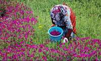 Gilan’da 6 bin 800 Ton Hodan Hasadı Tahmini