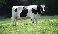 Altıncı Ulusal Holstein Sığır Festivali Üretim ve İhracata Odaklandı