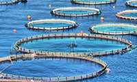 İran’da 200 Bin Ton Kafes Balığı Üretim Hedefi
