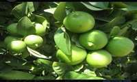 İran’daki Bahçelerde Limon Hasadı ve İhracatı Başladı