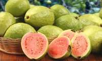 Rask’ta 2.150 Ton Guava Hasadı Başladı