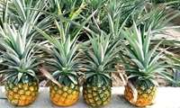 Çabahar’da Ananas Üretiminde Yerli Teknoloji Dönemi Başladı