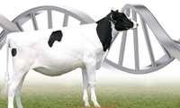 CRISPR Teknolojisi, Hayvancılıkta Verimliliği ve Gıda Güvenliğini Destekliyor