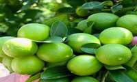 Hürmüzgan Eyaleti ve 300 Bin Ton Limon Hasadı Tahmini