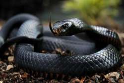 Razi Enstitusu Yeni İlac Uretti
