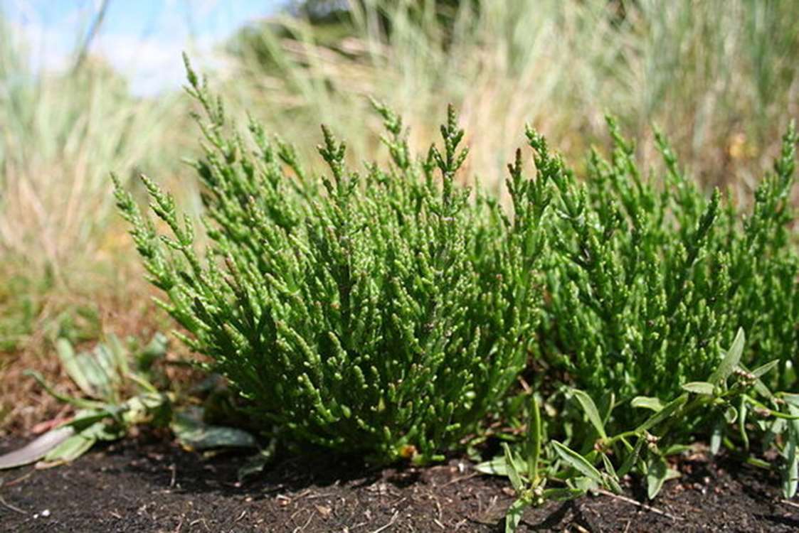 Salicornia bitkisi, yüksek tuzluluk koşullarına dayanıklılığıyla dikkat çekiyor. 