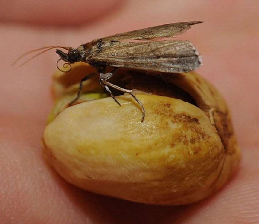 Fıstık depolarında zararlılar, kimyasal yerine steril erkek böcek yöntemi ile güvenle kontrol ediliyor. 