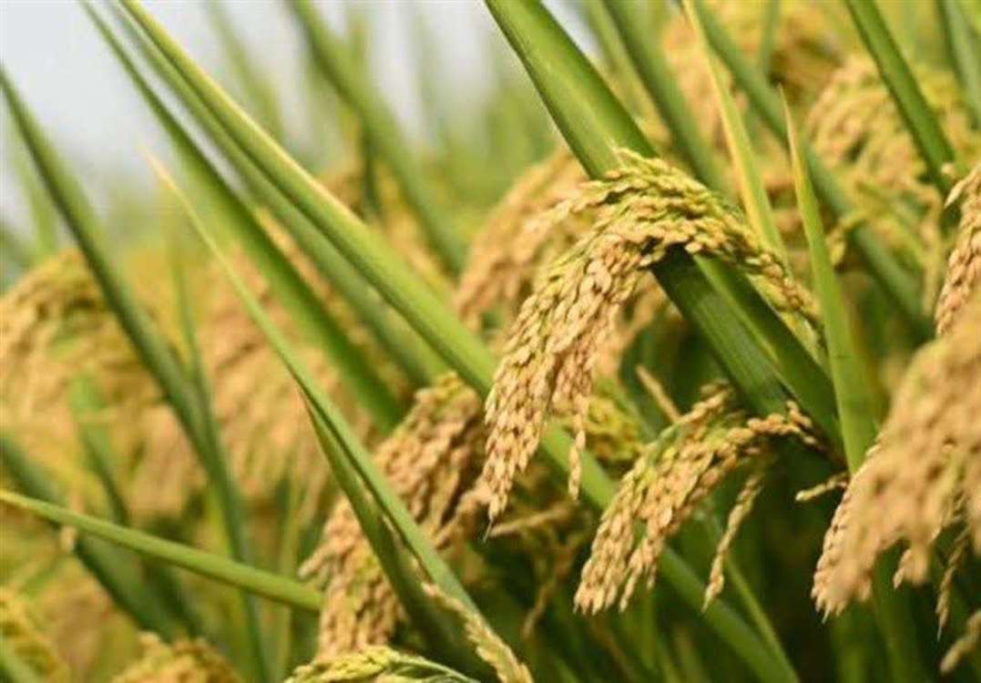 Nükleer teknoloji sayesinde geliştirilen aromalı pirinç, kalite ve katma değeri birlikte artırıyor. 