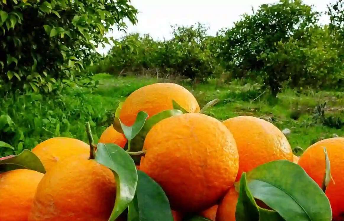 İran, yılda 6 milyon ton narenciye üreterek taze ve işlenmiş ürünlerini 30’dan fazla ülkeye ihraç ediyor. 