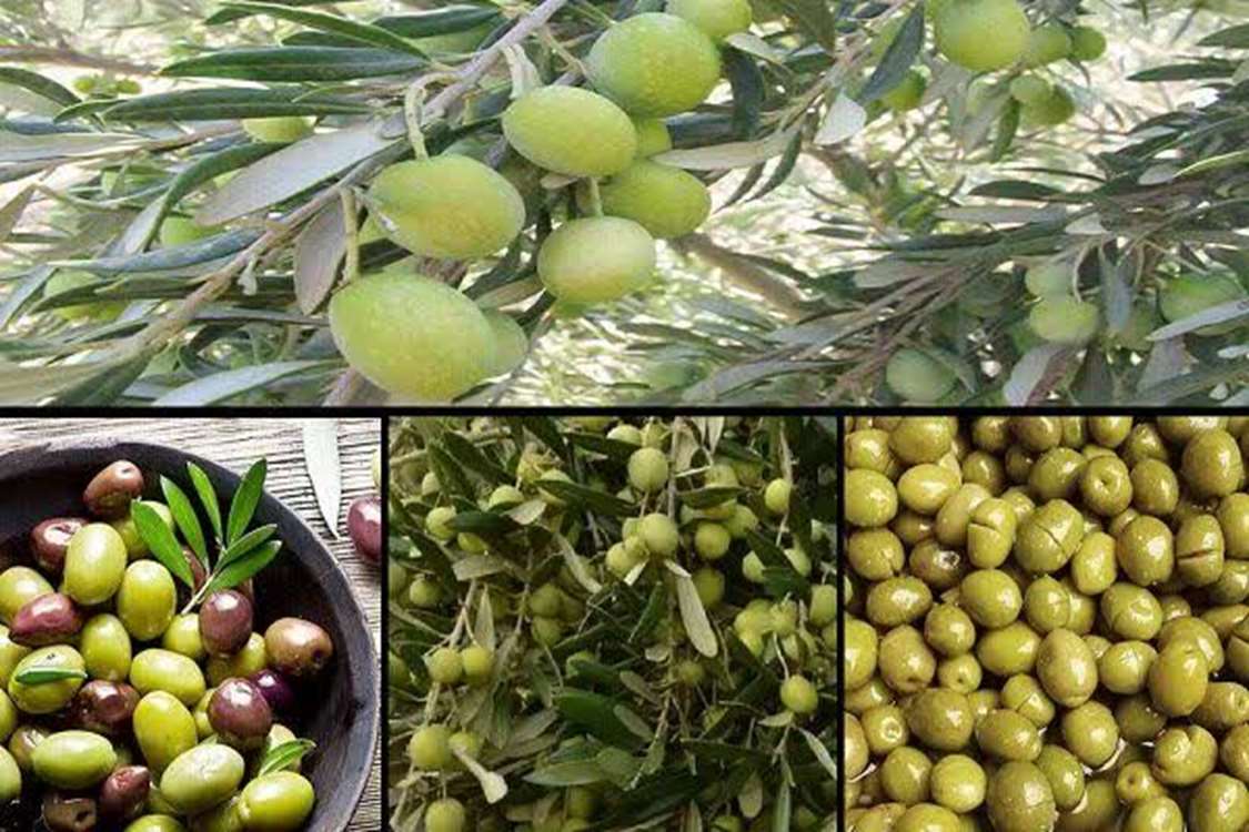 Tarım ilçesinde yıllık 60 bin ton zeytin üretiliyor ve üretim zincirinde tüm atıklar değerlendiriliyor. 