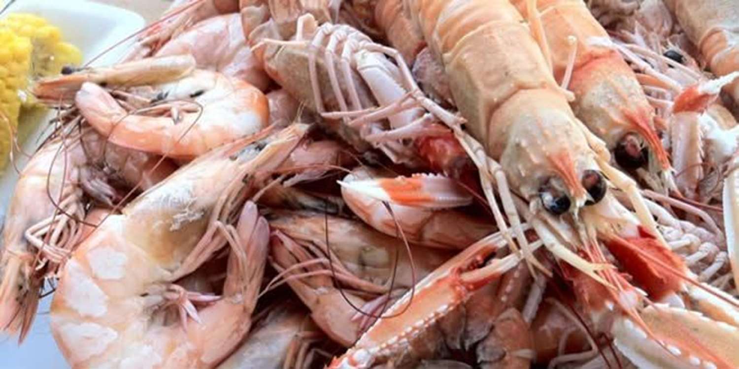 Buşehir kıyılarında kültür karidesi hasadı — üretimin Aralık ayına kadar sürmesi bekleniyor. 