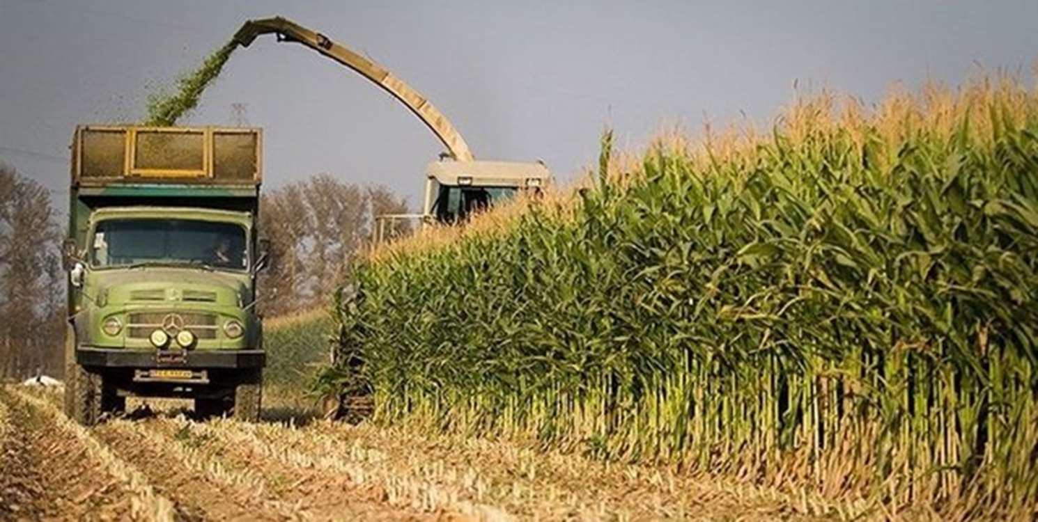 Nehbendan’da modern sulama ve güneş enerjisiyle yüksek verimli silaj mısırı üretimi. 