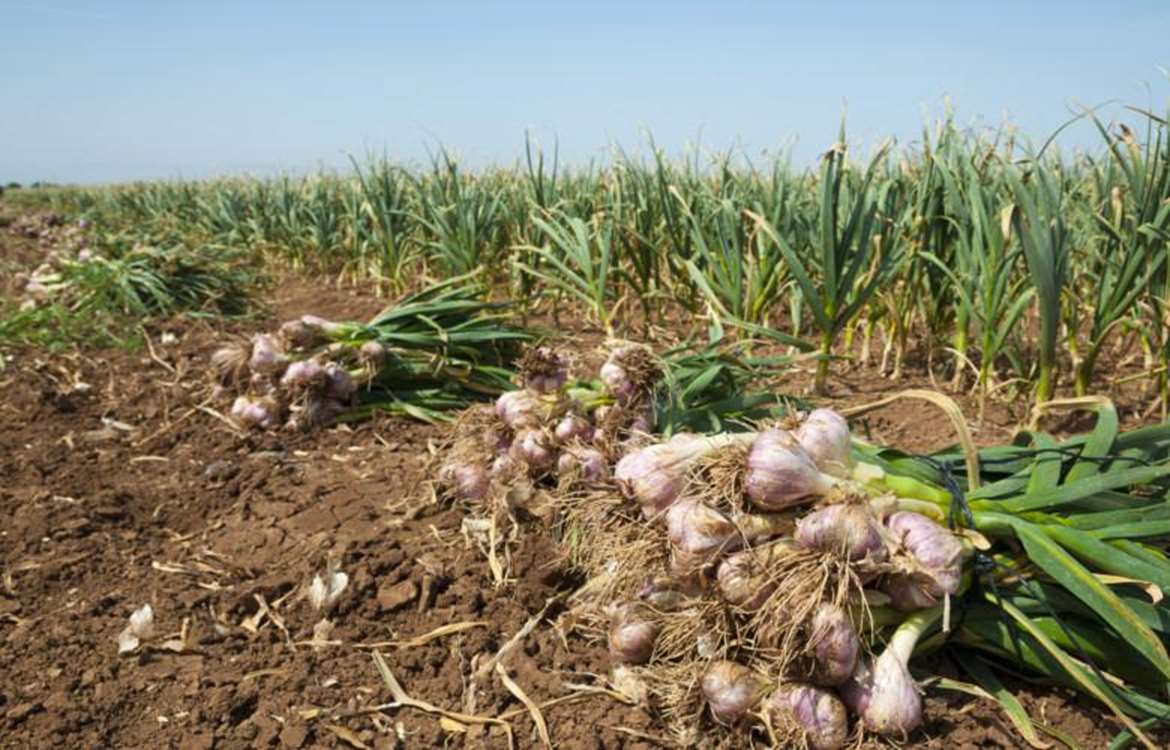 Temirli'de kurulacak “Sarımsak Şehri”, Doğu Azərbaycan'in tarımsal markalaşmasında yeni bir dönem başlatacak. 