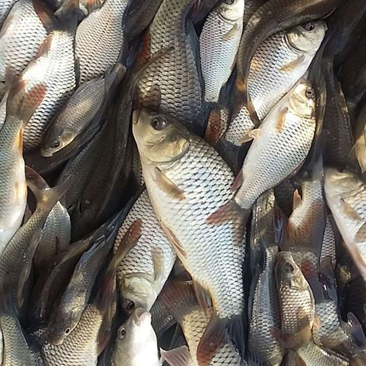 Ahvazlı araştırmacılar, sazan balığını doğal sezonu dışında üretmeyi başardı. 