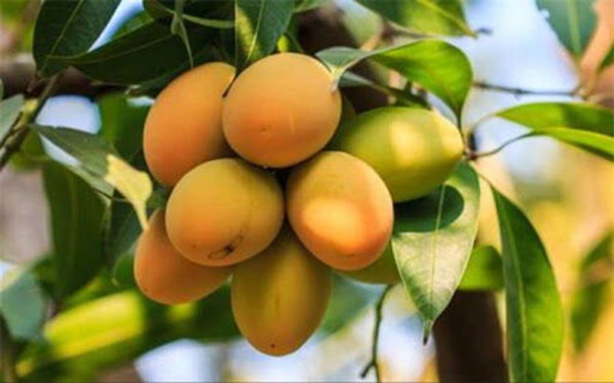 Hürmüzgan’da 30 bin ton mango hasadı ile İran genelinde liderlik sağlandı. 