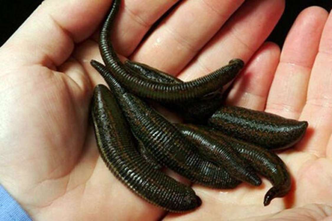 Kazvin’de üç tesiste 200 bin adet tıbbi sülük yetiştiriliyor. 