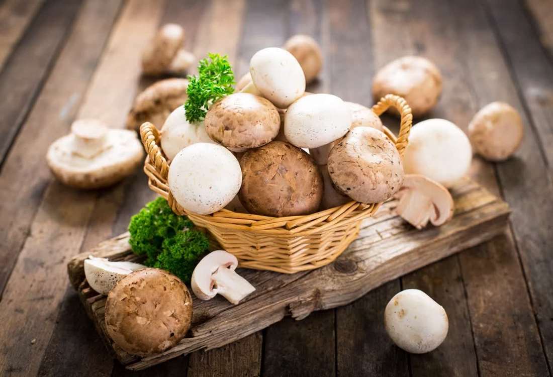 Yeni ambalaj teknolojisi, mantar spawn üretiminde kalite ve verimliliği artırıyor.
 