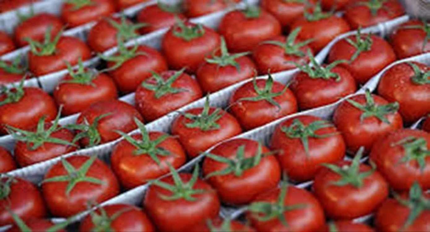 Zerendiye’de sera domatesi paketleme tesislerinde kalite ve ihracat odaklı denetim gerçekleştirildi. 