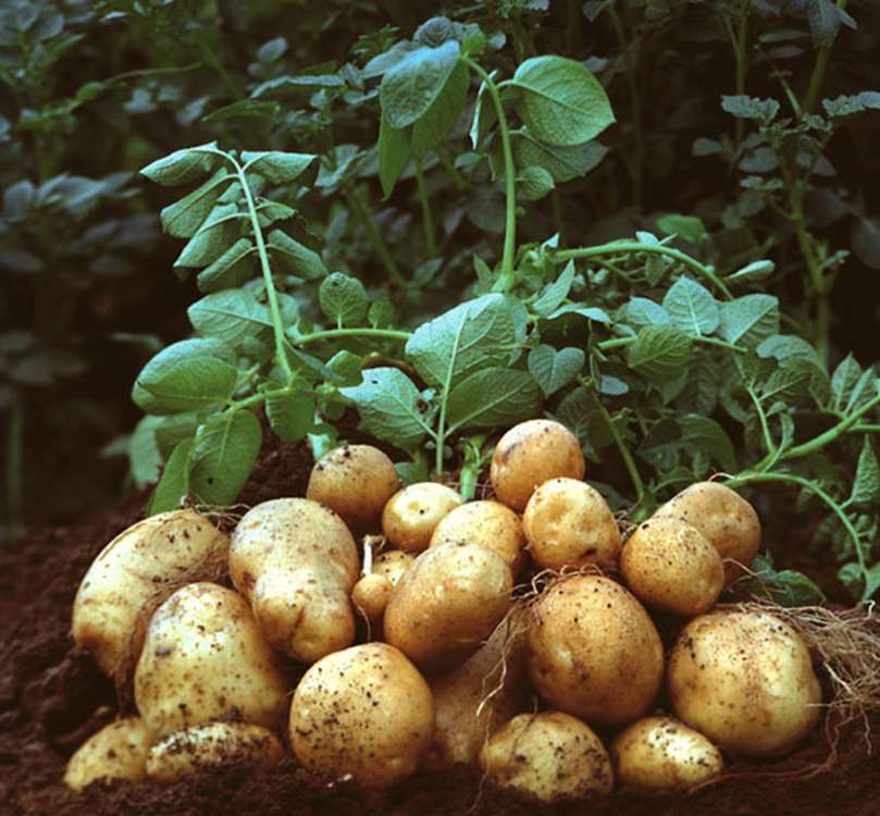 Kürdistan Eyaleti'ndeki patates tarlaları, yıllık 350 bin tonluk üretimle İran'ın önemli tarım merkezlerinden biri konumunda. 