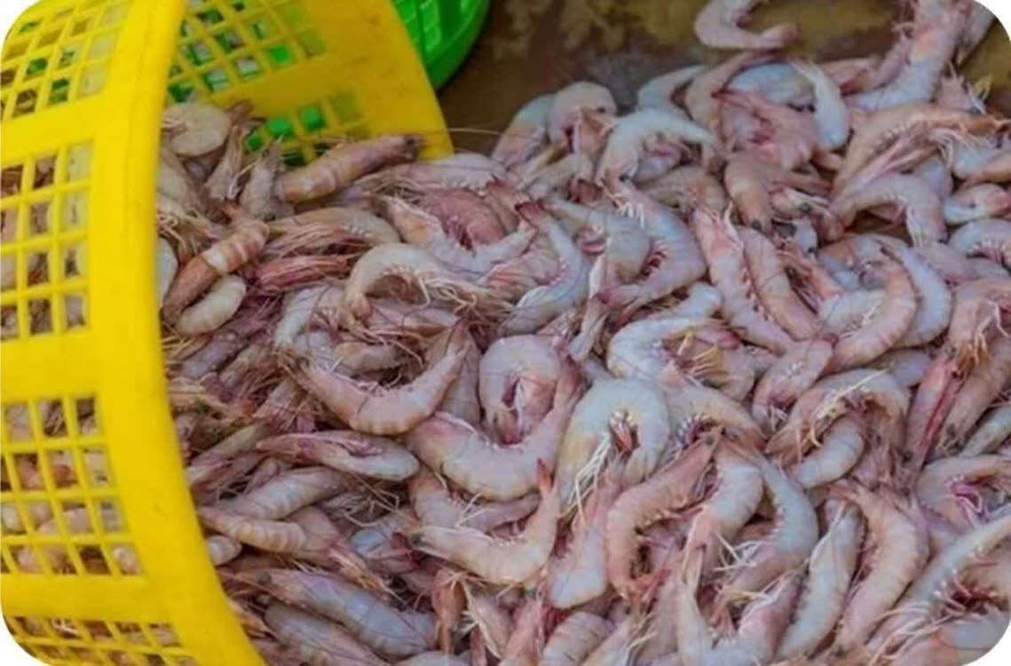 Genave'de açılan yeni karides çiftlikleri, Buşehr'i İran'ın karides üretim merkezi yapma yolunda önemli bir adım. 