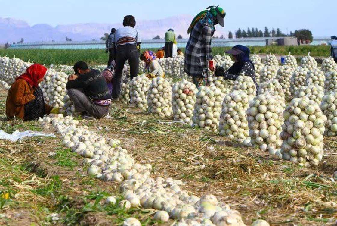 İran'da soğan ihracatını artırmak için döviz yükümlülük taban fiyatı 180 dolardan 60 dolara düşürüldü. 