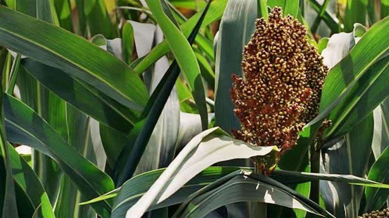 Sorgum bitkisi, derin kök yapısı ve kuraklığa dayanıklılığı ile İran'da su sıkıntısı çeken bölgelerde mısıra alternatif olarak g 