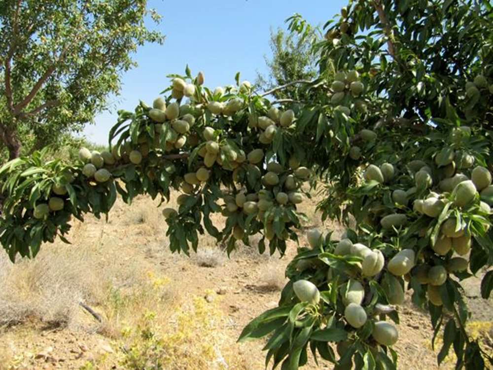 Çaharmahal ve Bahtiyari'de yetiştirilen 