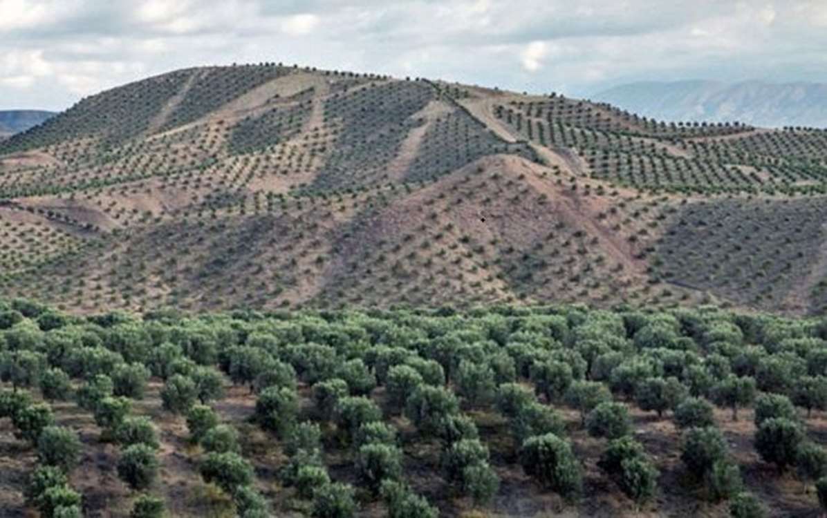 Luristan'ın eğimli arazilerinde oluşturulan yeni badem bahçeleri, su tasarrufu ve toprak koruması sağlıyor. 