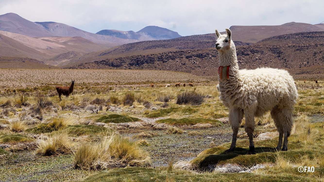 FAO'nun yeni tarım mirası: And Dağları'nda devegiller (lama/alpaka) yetiştiriciliği ve Mapuche bahçeleri. 