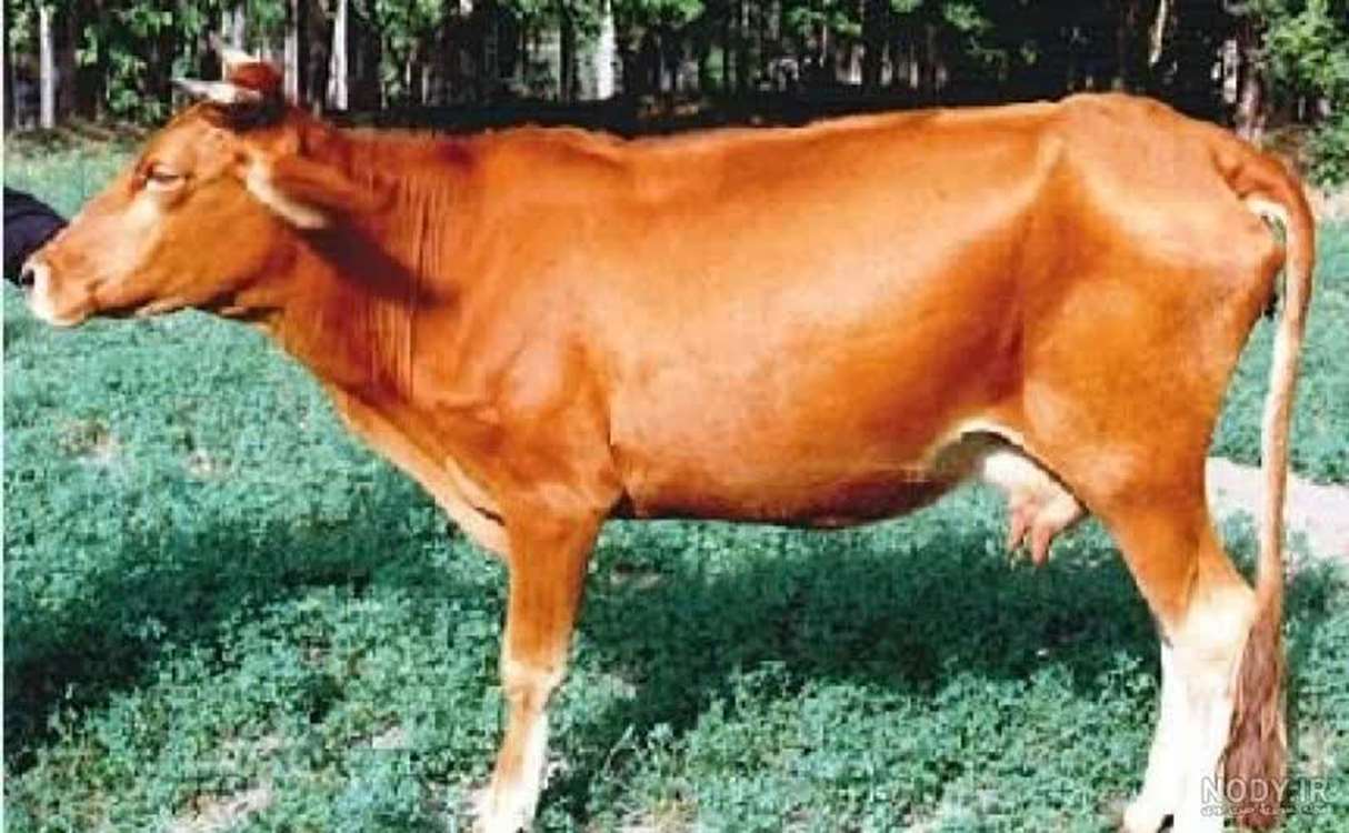 at 