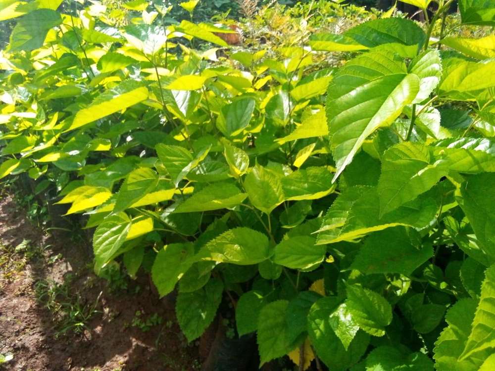 Kuzey Horasan’da dut üretimini geliştirmek için 120 bin fidan yetiştirildi. 