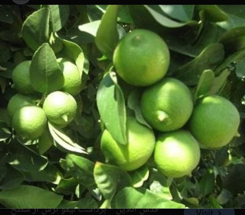 İran’daki Bahçelerde Limon Hasadı ve İhracatı Başladı